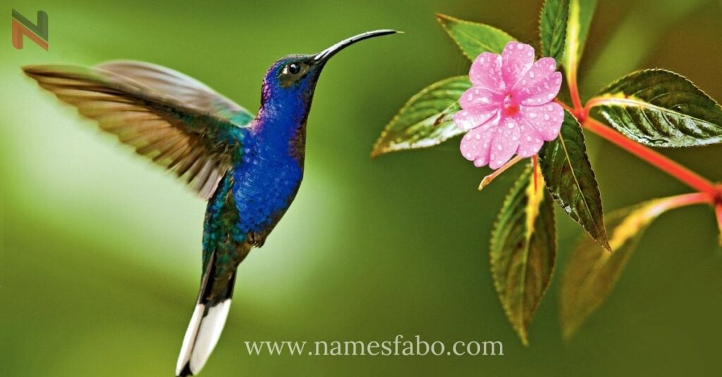 Female Hummingbird Names