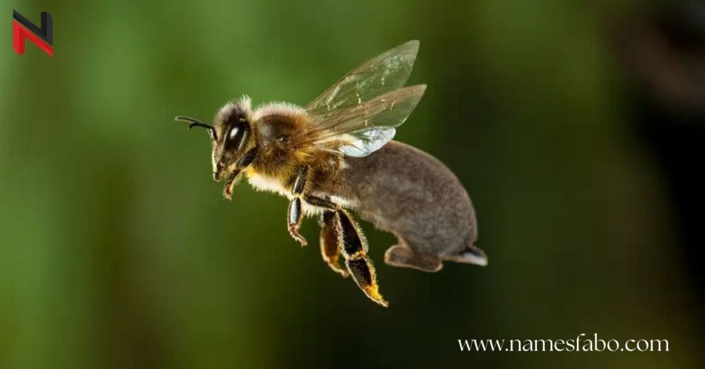 Funny Bee Names