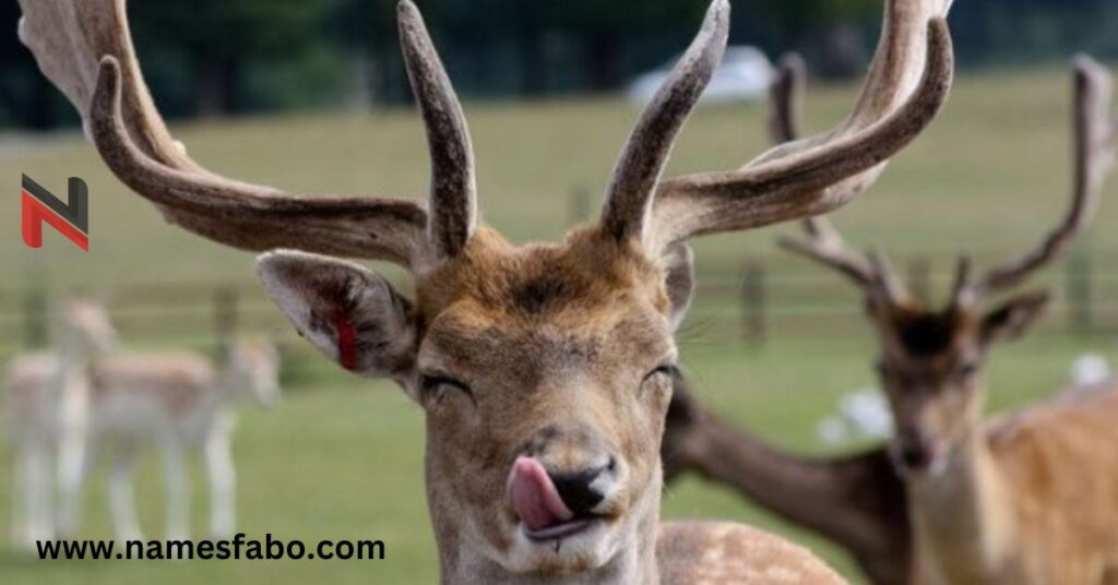 Funny Deer Names