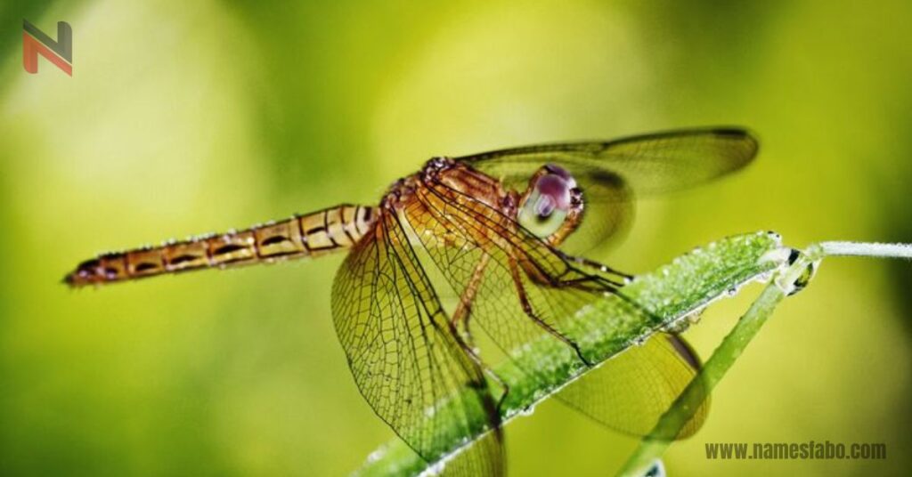 Funny Dragonfly Names