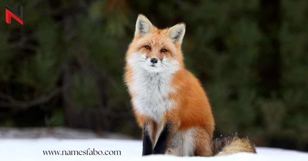 Funny Fox Names