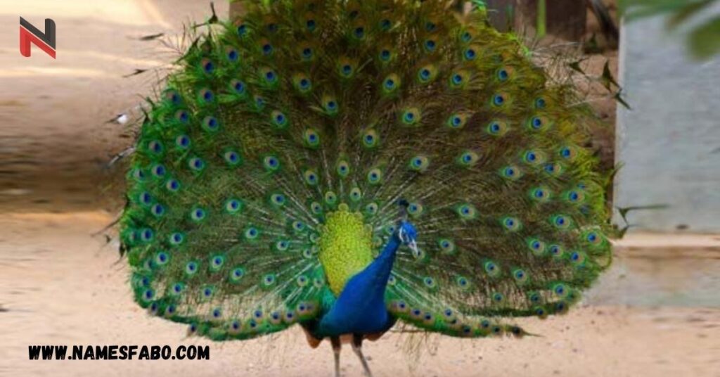 Funny Names for a Peacock