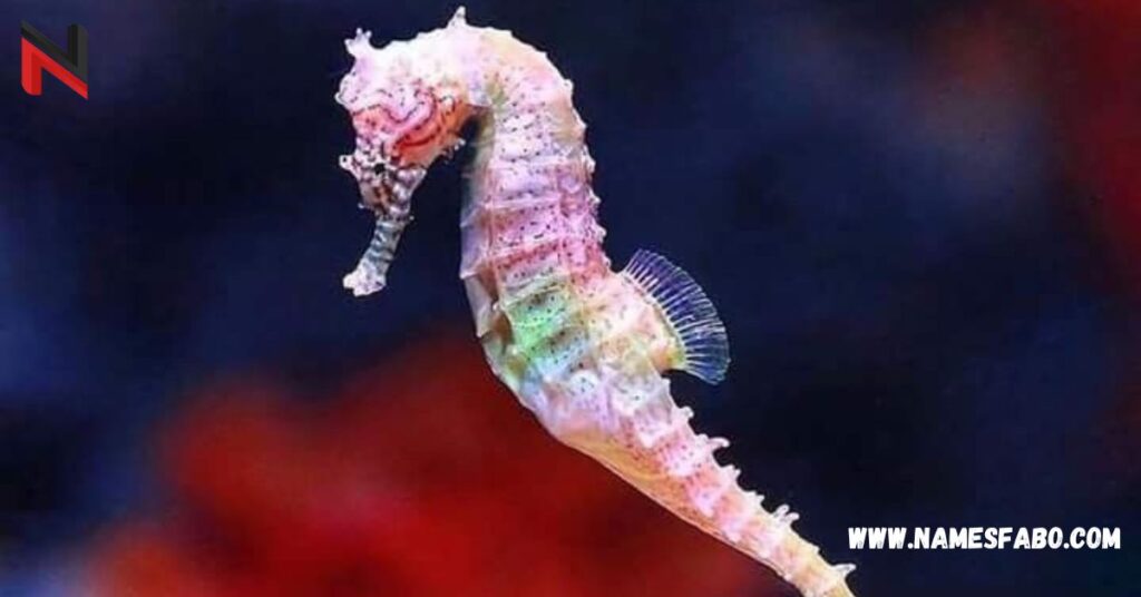 Funny Names for Seahorse