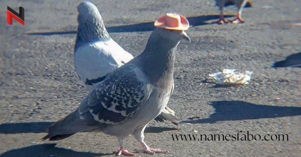 Funny Pigeon Names