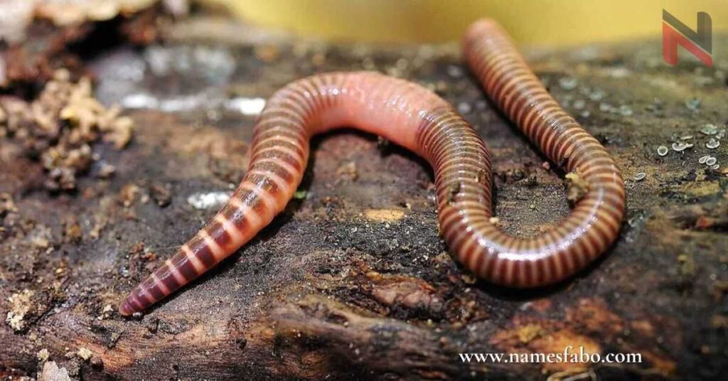 Funny Worm Names