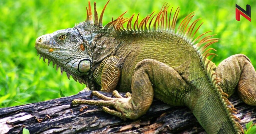 Good Iguana Names