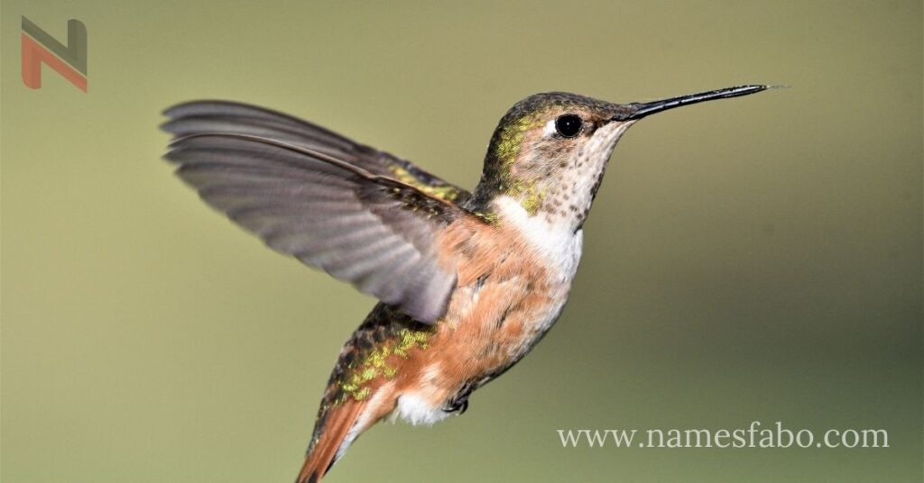 Little Hummingbird Names