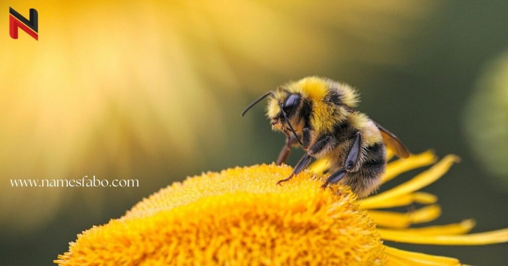 Male Bee Names