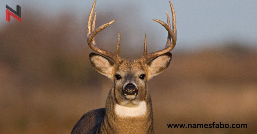 Male Deer Names