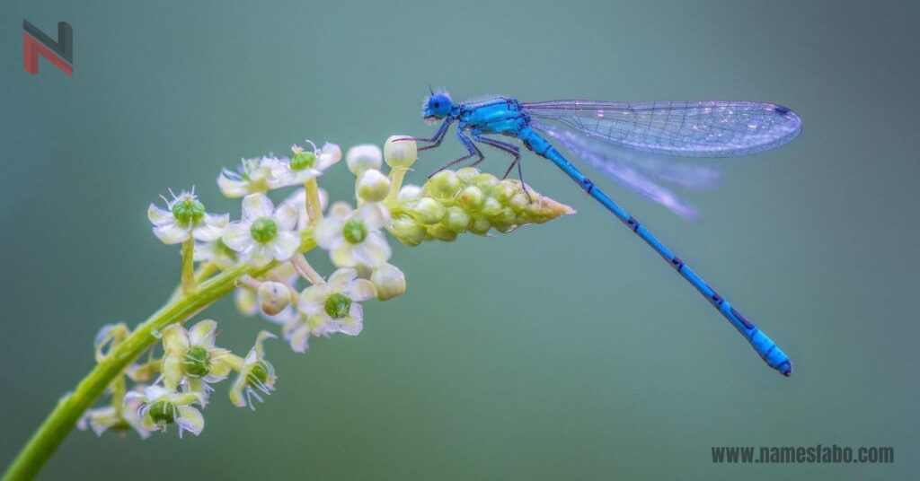 Male Dragonfly Names