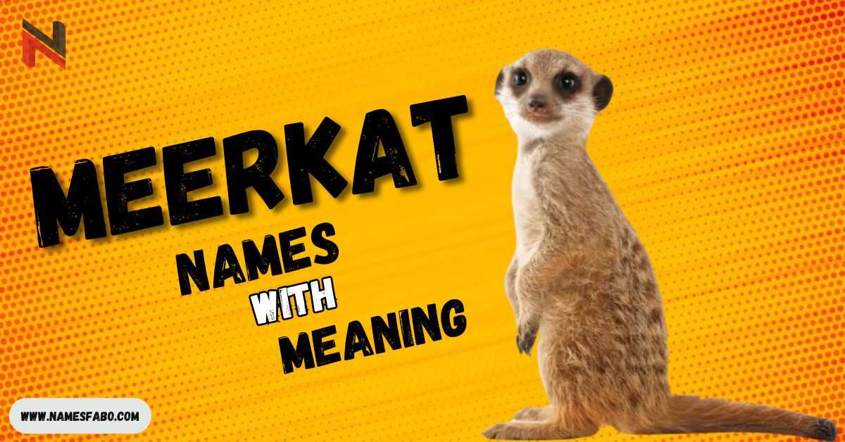 Meerkat Names