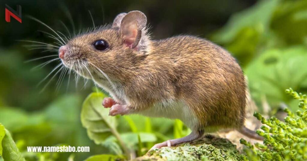 Nature-Inspired Mouse Names