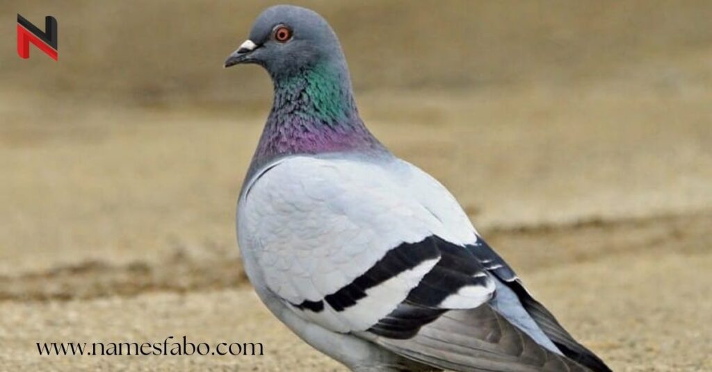 Pigeon Names With Meaning