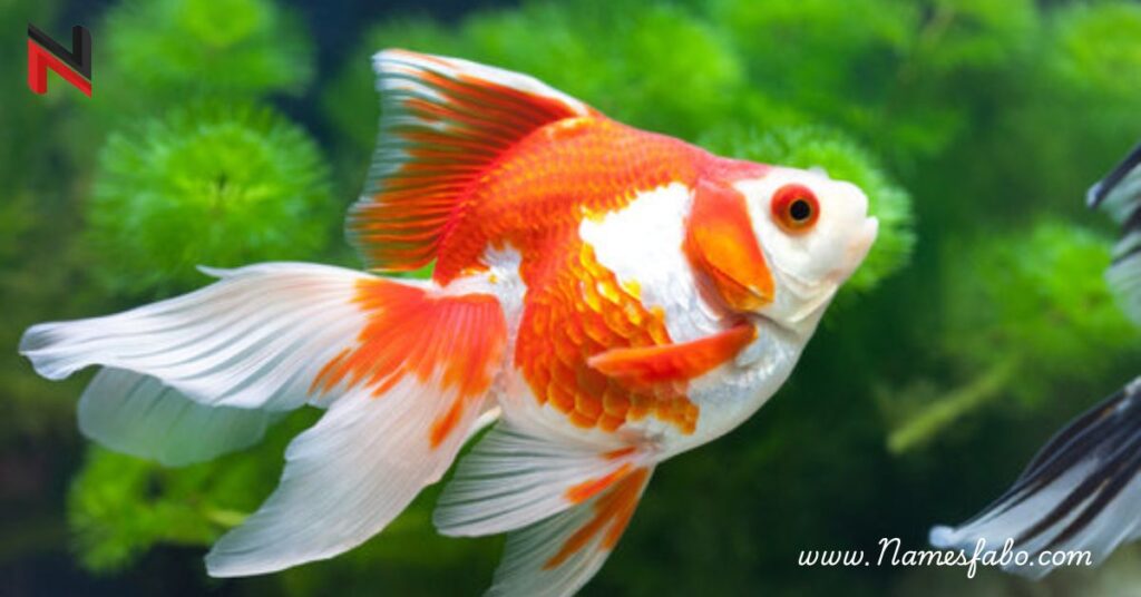 Popular Pet Fish Names