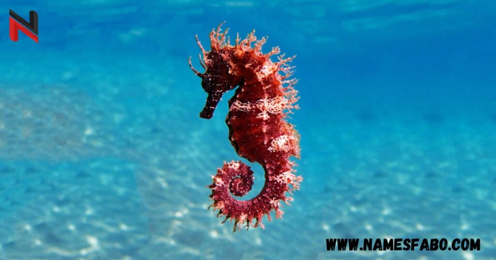 Seahorse Male Names