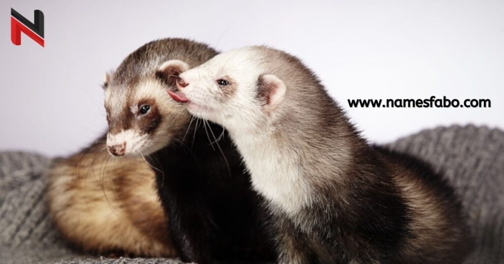 Baby Ferret Names