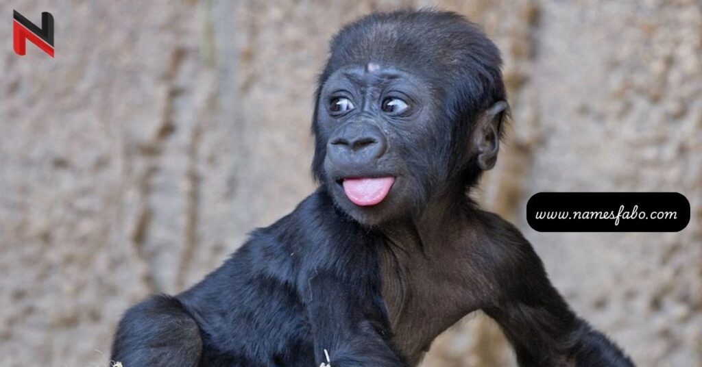 Baby Gorilla Names