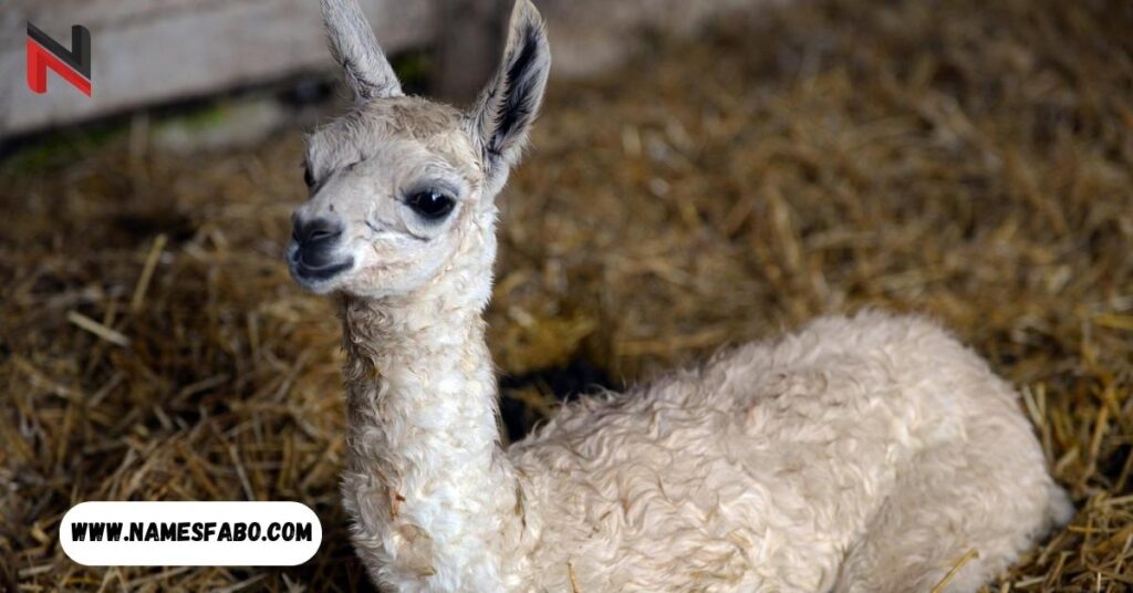 Baby Llama Names