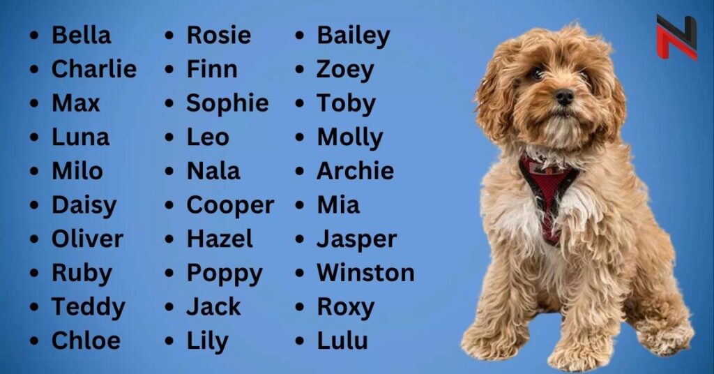 Best Cavapoo Dog Names