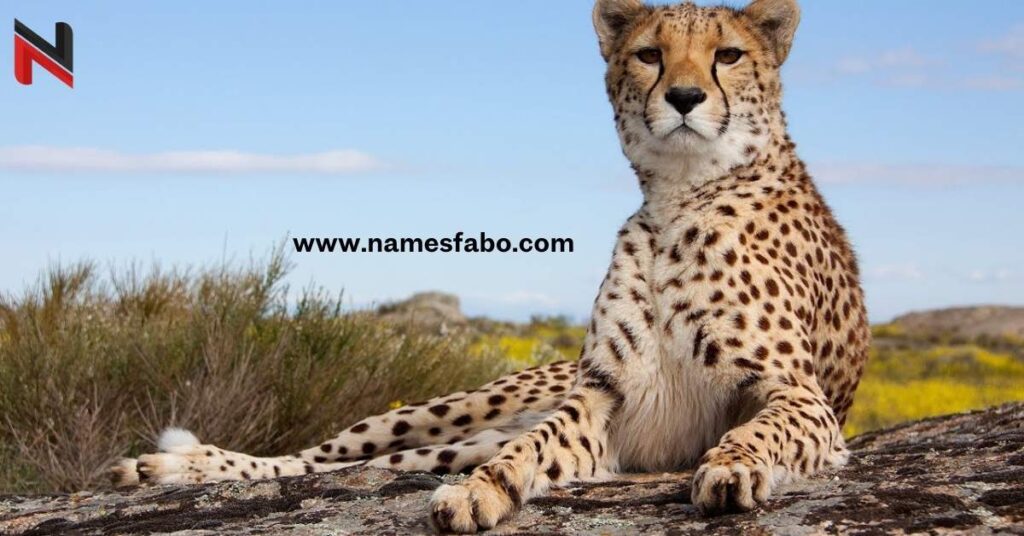 Best Cheetah Names with Meaning