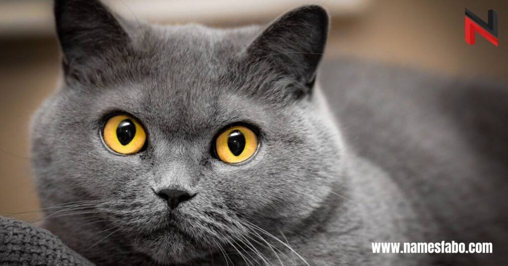 Best Gray Cat Names