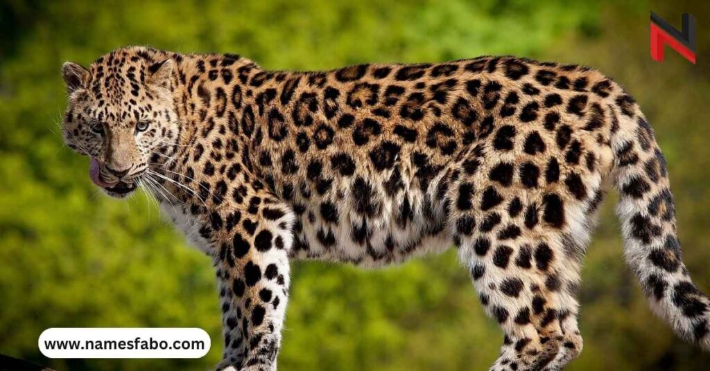 Best Leopard Names