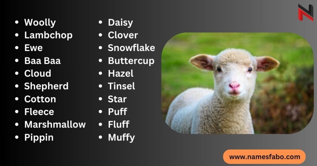 Best Sheep Names