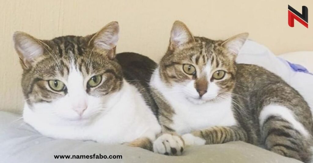 Best Twin Cat Names