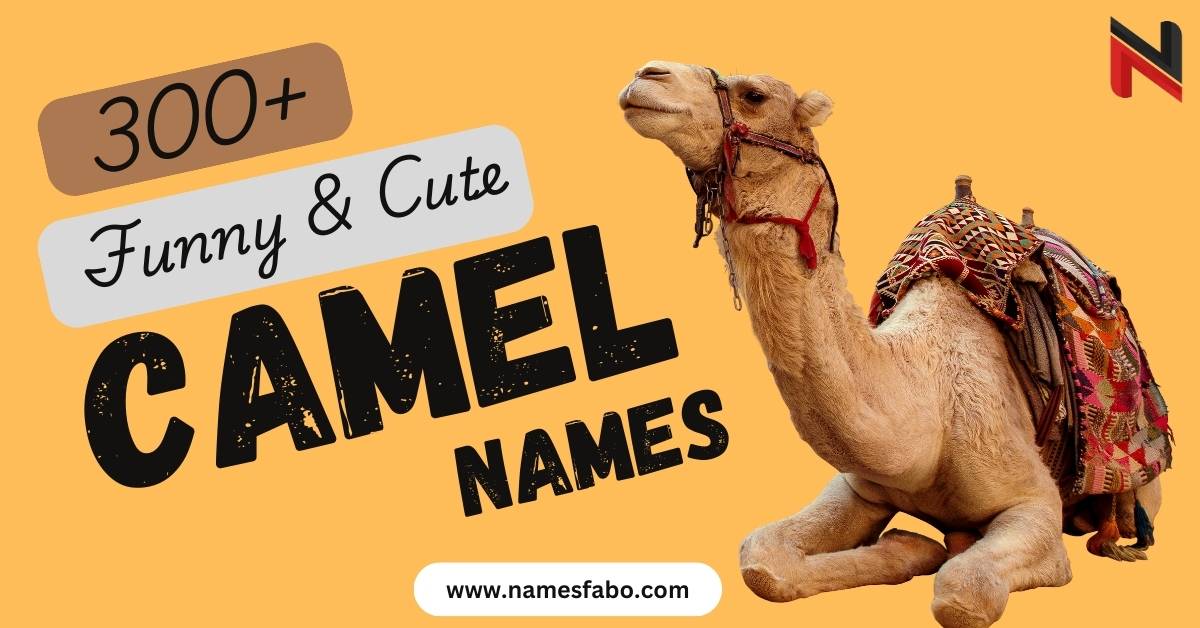 Camel Names