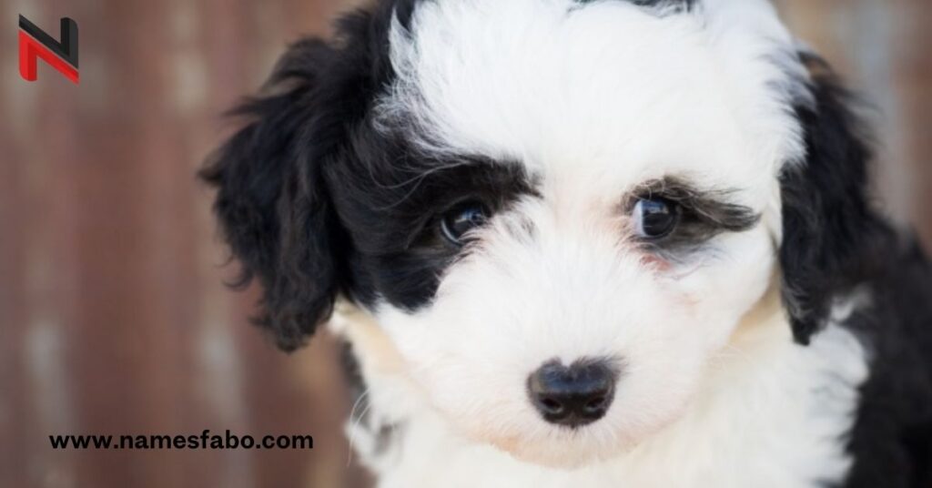 Cool Bernedoodle Dog Names