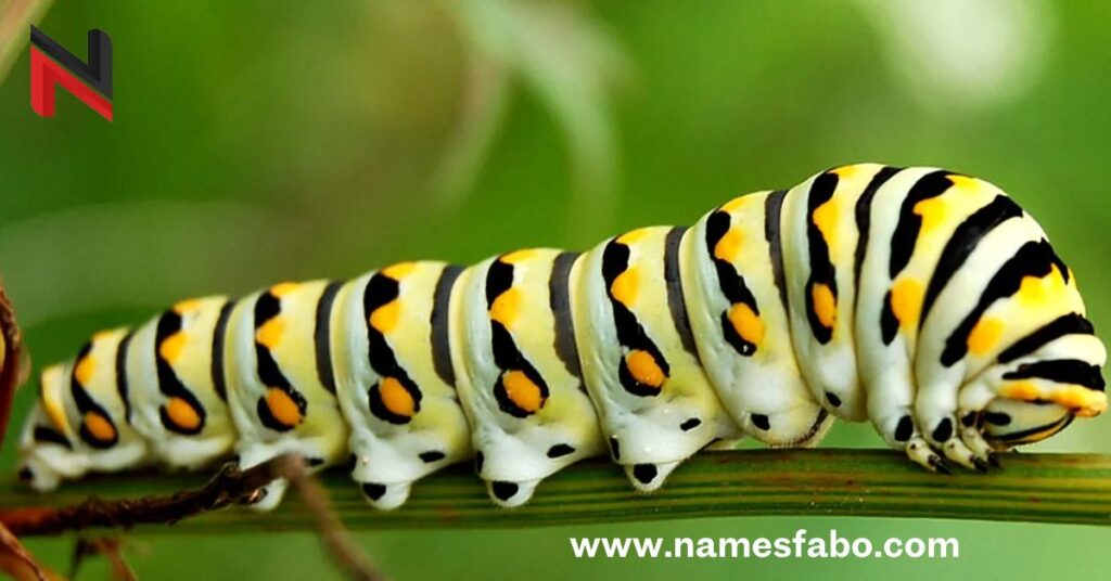 Cool Caterpillar Names