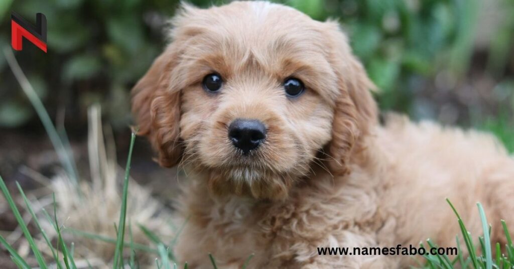 Cool Cavapoo Dog Names