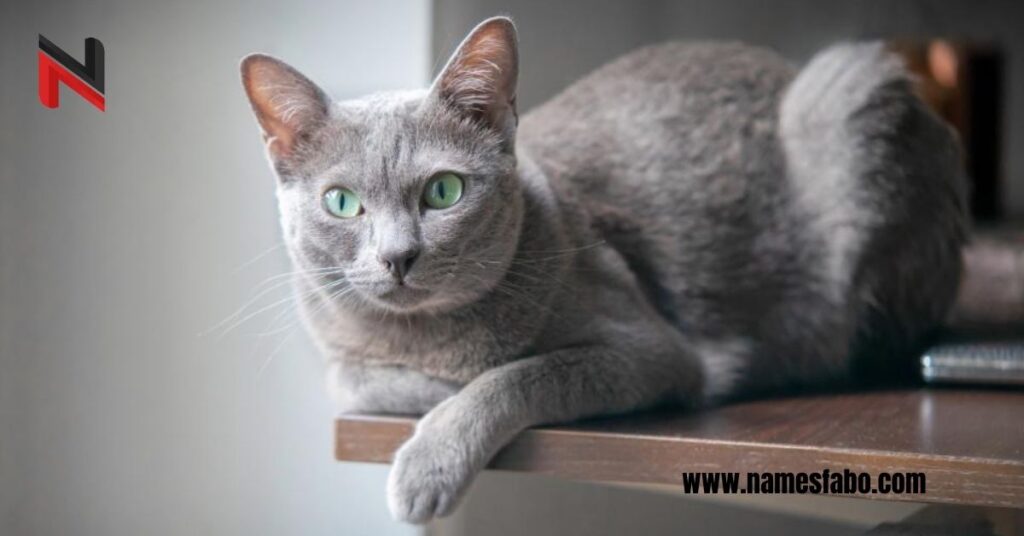 Cool Gray Cat Names