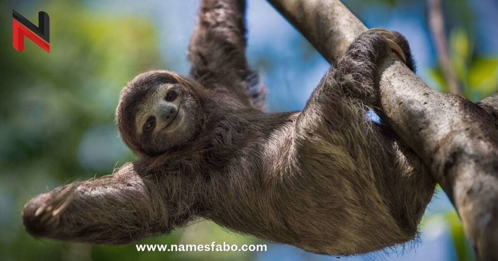 Male Sloth Names