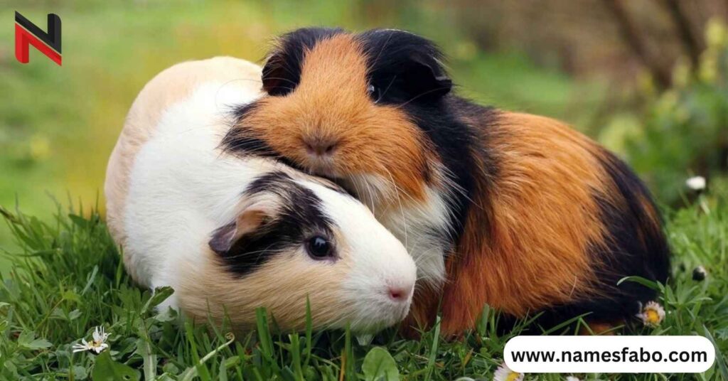 Creative Names for Guinea Pigs