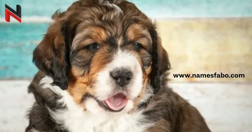 Cute Bernedoodle Dog Names