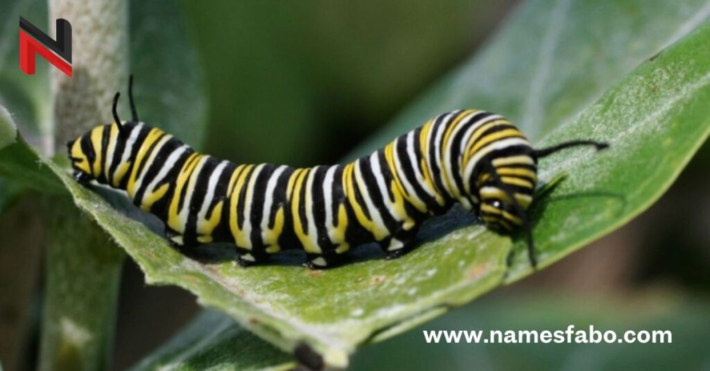 Cute Caterpillar Names