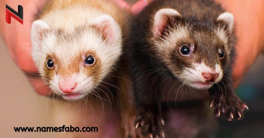 Cute Ferret Names