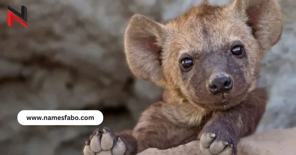 Cute Hyena Names