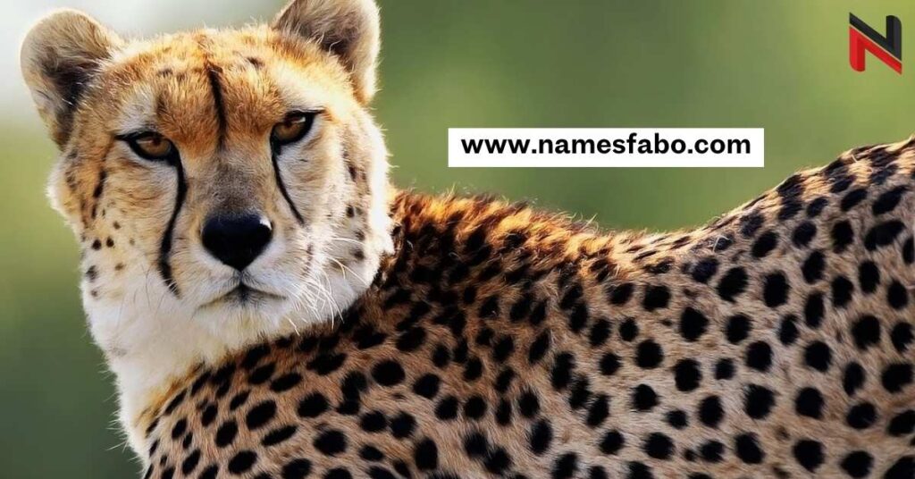 Cute Names for Cheetahs