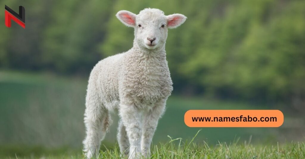 Cute Sheep Names