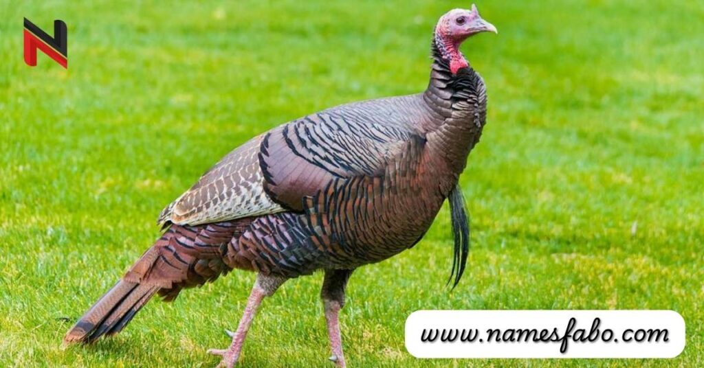 Cute Turkey Names