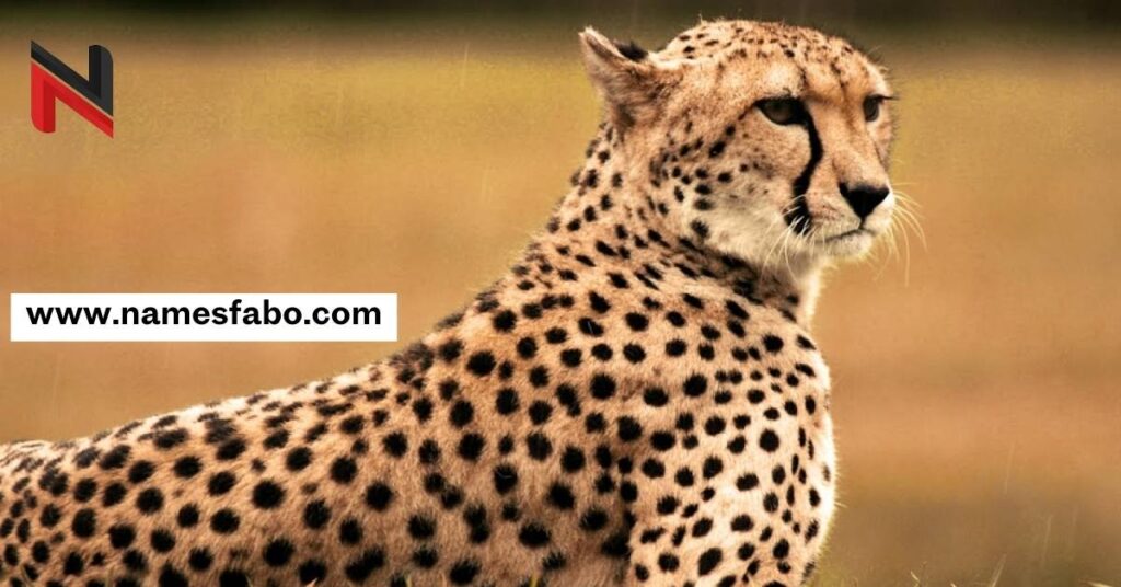 Famous Cheetah Names