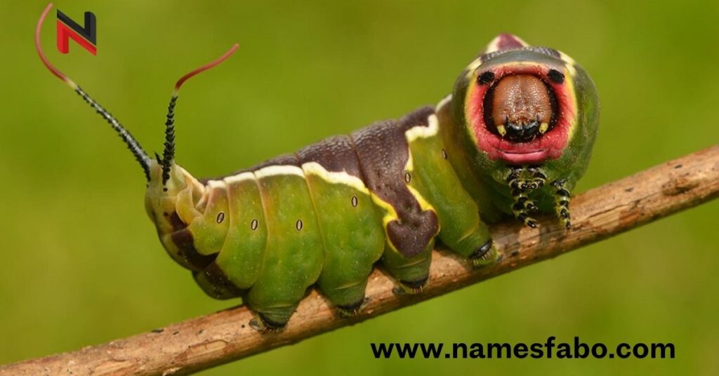 Female Caterpillar Names