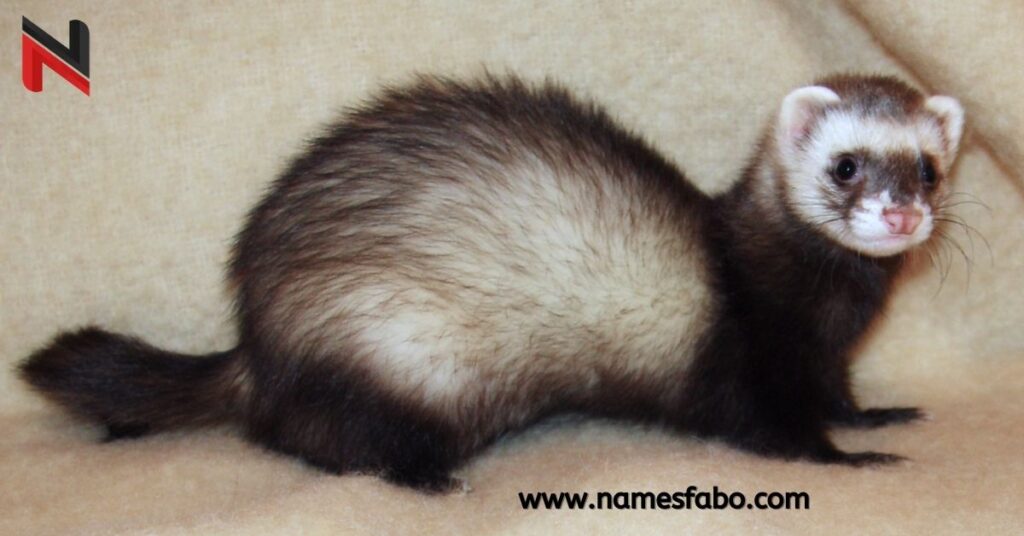 Female Ferret Names