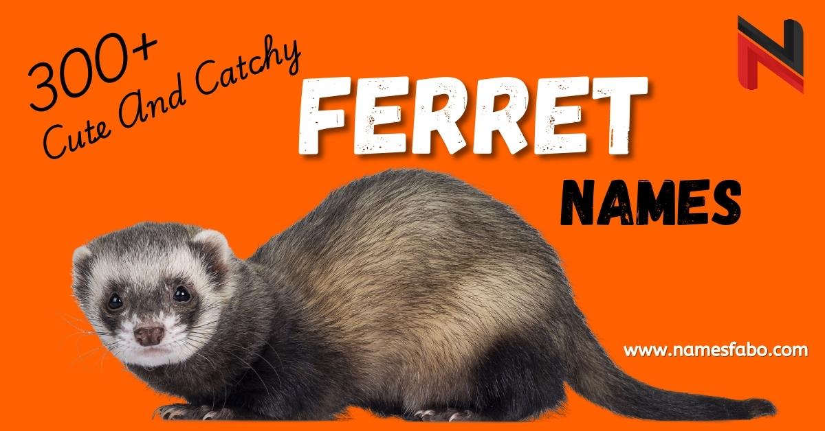 Ferret Names