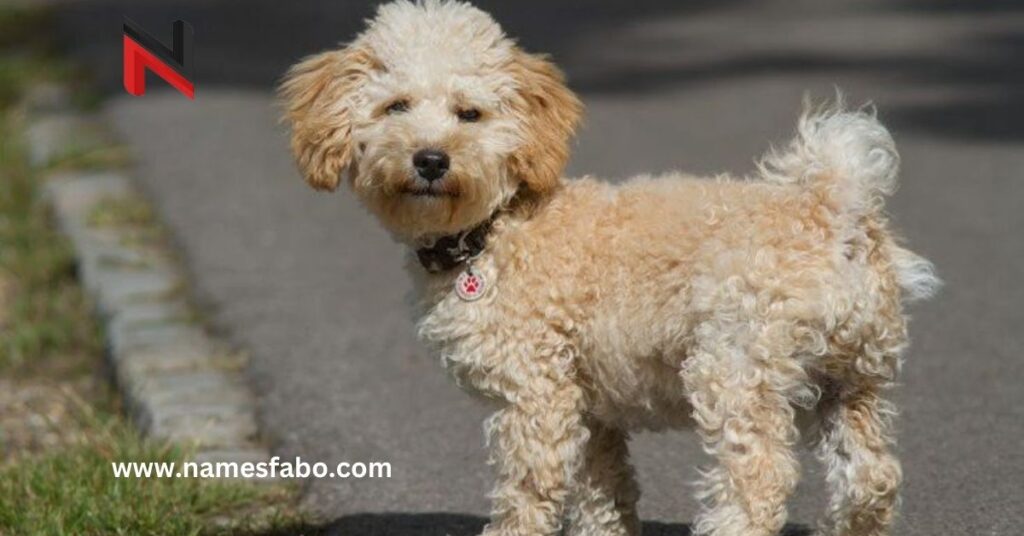 Funny Cavapoo Dog Names