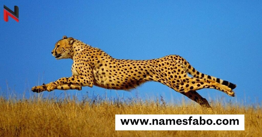 Funny Cheetah Names