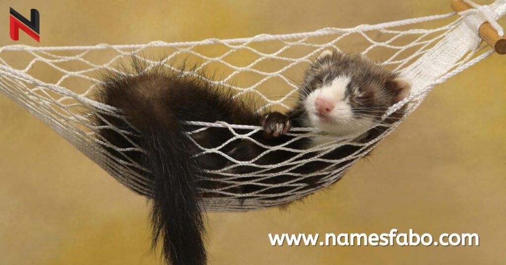 Funny Ferret Names