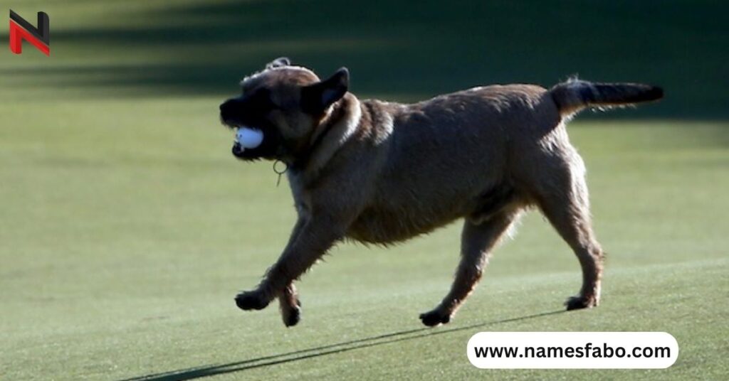 Funny Golf Dog Names